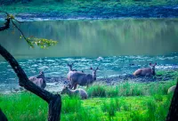 Bardia National Park